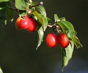 W Polsce nie doceniamy tych owoców. Za granicą kosztują fortunę