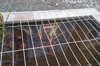 Rybka spadła z nieba