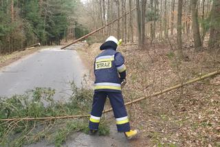 Szkody po Orkanie Eunice. Zrywało dachy, wyrywało grube drzewa, brakowało prądu