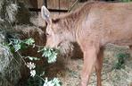 Mała samiczka łosia zgubiła mamę. Schronienie znalazła w bydgoski zoo [ZDJĘCIA, WIDEO]