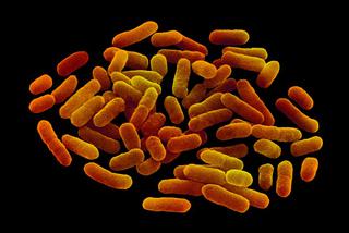 Epidemia bakterii E. coli: Zarazę powoduje bakteria mutant