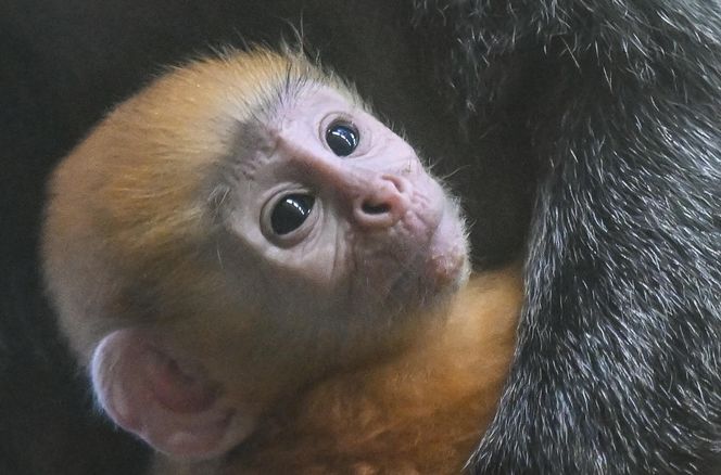 Lutung jawajski w ZOO w Gdańsku