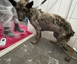 Pamiętacie Figę? Skrajnie zaniedbana suczka nie wróci do swoich właścicieli