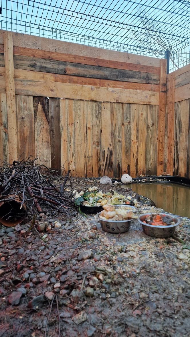 Nutrie w Nutrowisku potrzebują pomocy