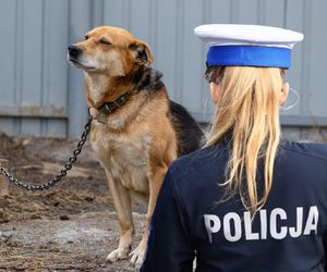 Zarzuty dla kobiety, która przywiązała psa do wiaty i odjechała