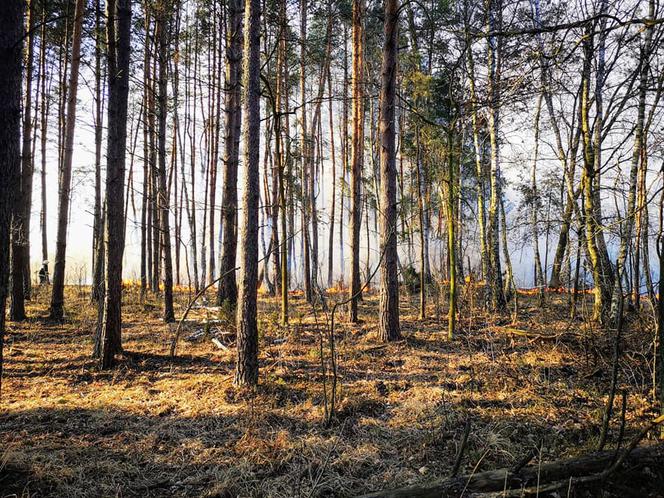 Gigantyczny pożar lasu pod Wołominem