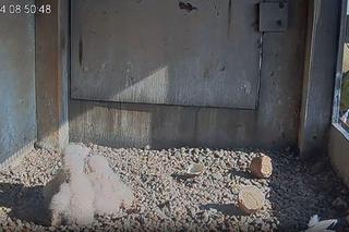 Ptasia rodzina znów razem! Bobasy Wrotki i Czarta powróciły do gniazda! [WIDEO]