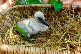 Gustaw wrócił do domu po pieciu latach 