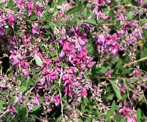 Lespedeza Thunberga  - uprawa, pielęgnacja, zastosowanie w ogrodzie