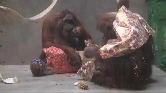 Mikołaj wpadł do Gdańskiego ZOO. Dużo uciechy z prezentów miały szympansy