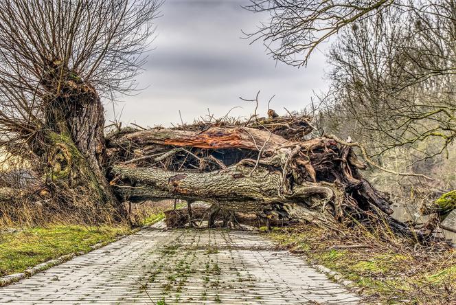 Łamało drzewa, porwało namiot. Wichura w powiecie iławskim