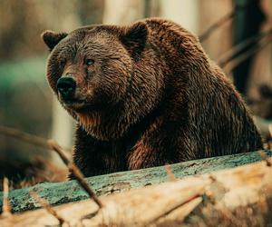 Niedźwiedź wyszedł prosto na szlak w Tatrach! Ten film mrozi krew w żyłach
