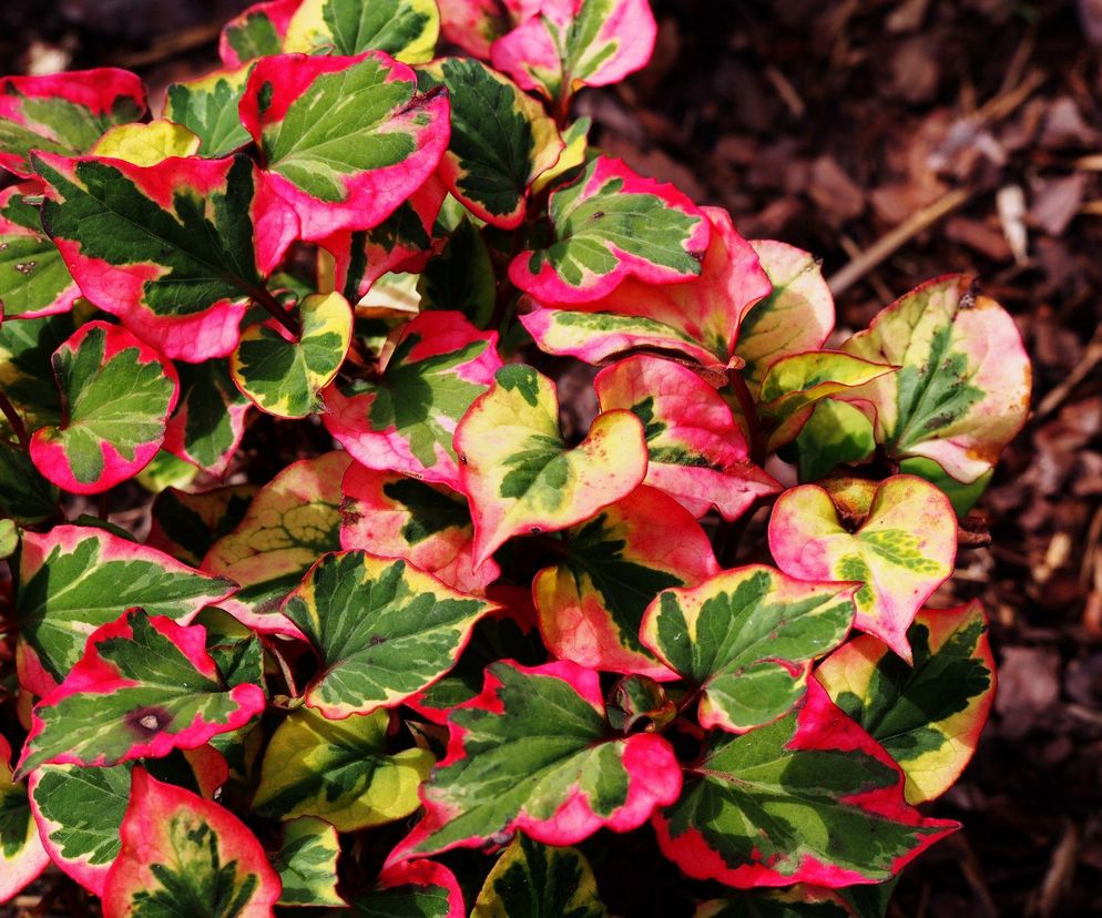 Poznaj najpopularniejsze byliny o pstrych liściach