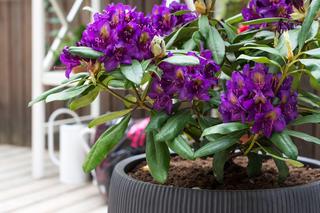Rododendron w donicy