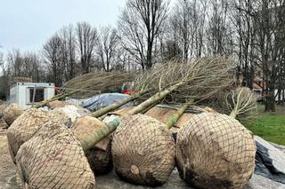 Park Ogród Płaszów się rozrasta. Wkrótce zazielenią się nowe drzewa