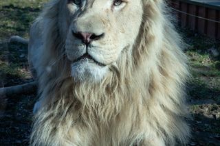 Międzynarodowy Dzień Lwa 2025