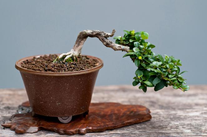 Jak dbać o drzewko bonsai?