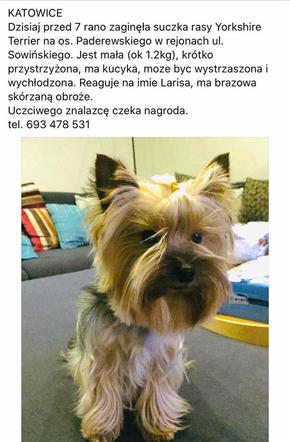 W Katowicach zaginęła suczka rasy Yorkshire Terrier. Jej właścicielka prosi o pomoc