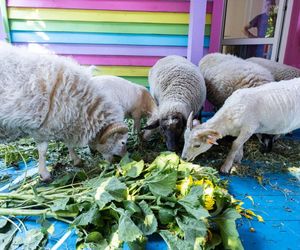 Owce zajadają się słonecznikami