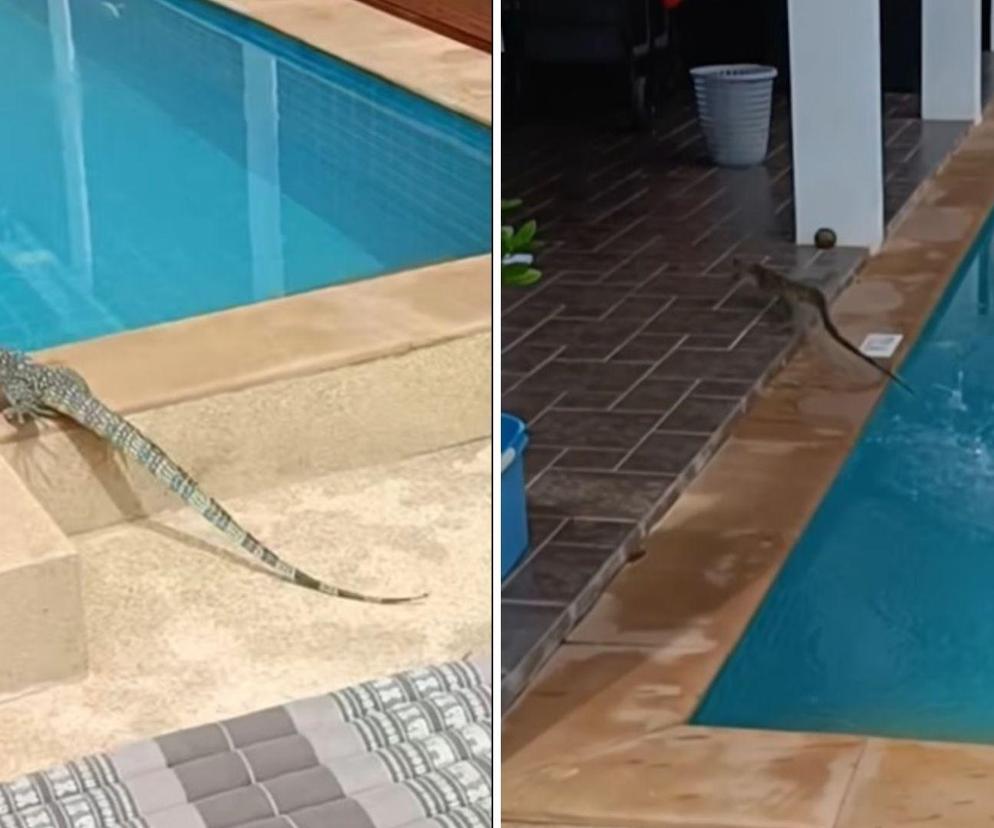 Wielki jaszczur przestraszył rodzinę Clarke. Gad wskoczył im do basenu! 