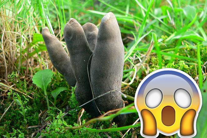 Horror w środku lasu: Palce umarlaka - te grzyby przyprawiają o dreszcze [ZDJĘCIA]