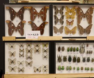 I Międzynarodowy Dzień Wymiany Owadów i Targi Entomologiczne w Bytomiu