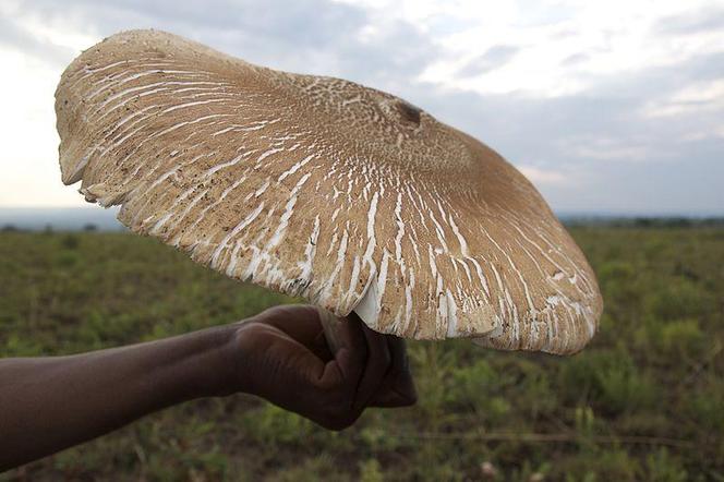 Oto największy jadalny grzyb na świecie. Nie uwierzysz, gdzie rośnie! 