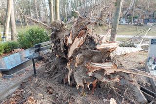Zniszczony cmentarz, powalone drzewa, uszkodzone dachy. Przez Pomorze przetoczyła się potężna wichura