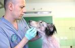 Strupek - ADA w Przemyślu ratuje kolejnego psa