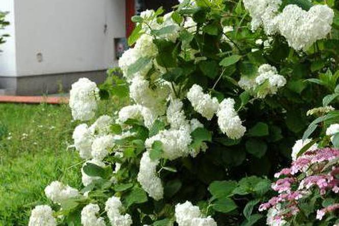 Hortensja drzewiasta 'Anabelle' 