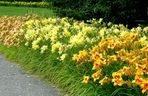 liliowce