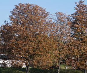 Park im. św. Jana Pawła II w jesiennych barwach