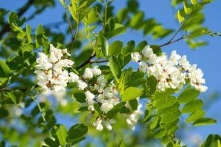 Robinia akacjowa = Grochodrzew biały - Robinia pseudoacacia