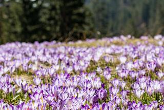 Krokusy 2019 już w Tatrach! Ośnieżone szczyty i fioletowy dywan robią wrażenie!