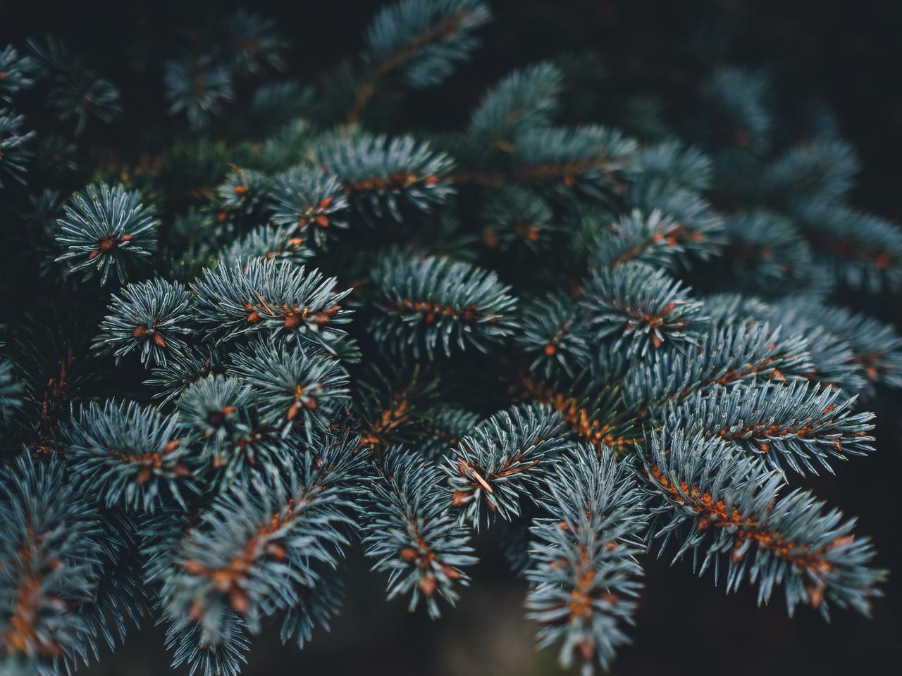 REGION: Co zrobić z choinką po Świętach? Podkarpaccy leśnicy podpowiadają