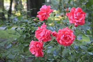 Ogród Saski w Lublinie