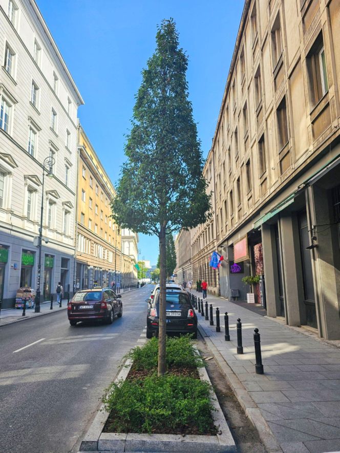 Nowe drzewa na ul. Mazowieckiej