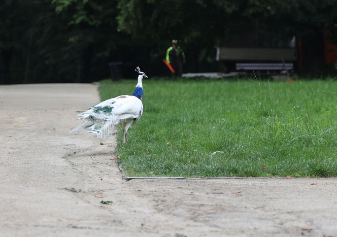 Ogród Saski w Lublinie w wakacyjny poranek 2025