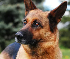 Kalisz. Policja wyjaśnia sprawę śmierci owczarka niemieckiego