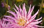 Dalia