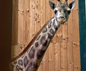 Nowa żyrafa w gdańskim ZOO