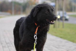 Aza czeka na nowy dom. Adoptuj psa ze schroniska w Białymstoku