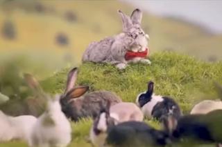 Kontrowersyjna reklama z królikami resortu zdrowia kosztowała 2,7 mln zł [WIDEO]