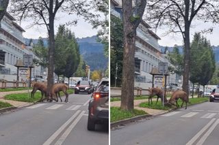 Spektakularna walka jeleni w centrum Zakopanego. To naprawdę rzadki widok!  