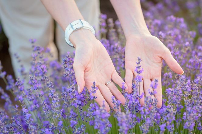 Sypnij w marcu wokół lawendy. Latem będzie intensywnie pachnieć niczym oryginalne perfumy. Domowy nawóz do lawendy na wiosnę 