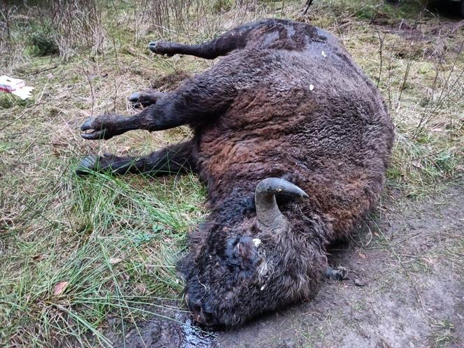 Ktoś zastrzelił młodego żubra. Zwierzę konało w ogromnych męczarniach 