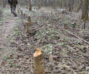 Bobry zjadły prawie hektar lasu w Poznaniu! Przykry widok