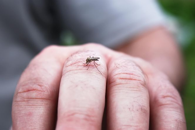 Osoby z tą grupą krwi przyciągają komary. To ponad 30% Polaków