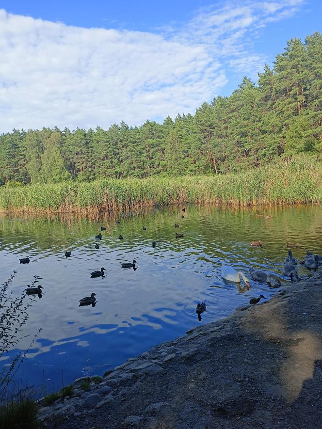 Zobacz wyjątkowy Rezerwat przyrody Żurawiniec w Poznaniu. Tutaj odpoczniesz od upałów