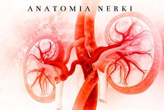 Anatomia ludzkiej nerki